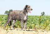 LEVRIER ECOSSAIS - SCOTTISH DEERHOUND